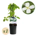Kletterpflanze Clematis montana Grandiflora Weiß Pflegeleicht ⌀11cm ↕40cm