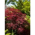 Acer Palmatum Red Pygmy Japanischer Ahorn Rot 60–80 cm