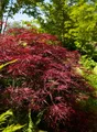 Acer palmatum 'Red Pygmy', Japanischer Ahorn, rot, 60–80 cm