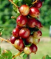 Rote Säulen-Stachelbeeren, 1 Pflanze, Ribes uva-crispa Säulenobst