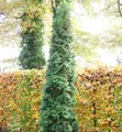 Säulen Lebensbaum 80-100cm - Thuja occidentalis