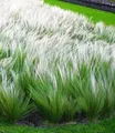 BALDUR Garten Gräser Federgras (Stipa), 3 St., Engelshaar, genügsam, winterhart, mehrjährig, pflegeleicht