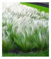 Mädchenhaargras Federgras (Stipa), 3 Pflanzen