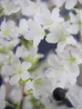Geschlitzte Kirsche Yamadei - Prunus incisa Yamadei 40-60cm