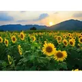Fototapete PAPERMOON "Sunflower Field", bunt (mehrfarbig), B:5m L:2,8m, Vlies, Tapeten