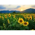 Papermoon Fototapete Sunflower Field, glatt bunt 5 m x 2,8 m