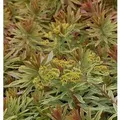 Busch Wolfsmilch Ascot Rainbow - Euphorbia martinii