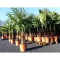XXL Palme winterhart 180 cm Trachycarpus fortunei, Hanfpalme,