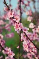 Pflanzen für Dich Obstpflanze Prunus persica Spring Glow, 1 St., Pfirsichbaum, Pfirsich, frühblühend, pfirsichfrucht
