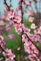 Prunus persica 'Spring Glow', Pfirsichbaum, rosa Blüten, 100–150 cm