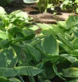 Goldrandfunkie - Hosta fortunei