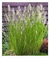 BALDUR Garten 1x Lampenputzergras Magic, Pflanze im 9x9 cm-Topf, Pennisetum alopecuroides Magic, Ziergras, 3 Pflanzen pro Quadratmeter, winterharte Staude, trockenresistent, mehrjährig, blühend
