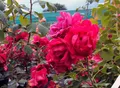 Ramblerrose Paul`s Scarlet Climber Containerrosen im großen 7,5 Liter TopfL8