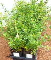 Pflanzen für Dich Bodendecker Cotoneaster suec. Coral Beauty, 1 St., Zwergmispel, Fächer-Zwergmispel, immergrün, bodendecker