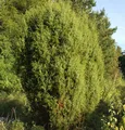 Gemeiner Wacholder 100-125cm - Juniperus communis