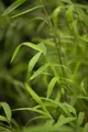 Pflanzen für Dich Hecken Fargesia nitida Great Wall, 1 St., Schirmbambus, Gartenbambus, dichtwachsend, winterhart