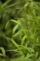 Fargesia nitida 'Great Wall', Bambus, 40–60 cm, winterhart