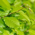 GreenboutiQ - Heckenpflanzen - Carpinus betulus - Blatt grün - 6 Pflanzen - 1 laufender Meter - laubabwerfend - Topf 17cm Höhe 55cm