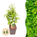 Heckenpflanzen Carpinus betulus ⌀17cm ↕55cm