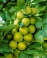 Prunus domestica 'Quillins Reneklode' 150-200 cm – Winterhart, Mehrjährig, Pflegeleicht – Reneklode – Obstbaum für Garten & Obstgarten