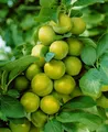 Prunus domestica 'Quillins Reneklode', Reneklode, 150–200 cm