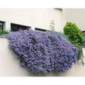 Ceanothus Cascade Säckelblume Blau 175–200 cm