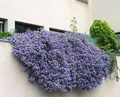 Pflanzen für Dich Gehölze Ceanothus 'Cascade', 1 St., Säckelblume