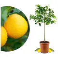 Meine Orangerie Zitronenbaum Meyer - Citrus Limon 'meyeri', echte Meyer Zitrone, professionell veredelter und fruchtreifer Zitrusbaum 26 cm