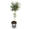 GreenboutiQ - Stamm-Pflanze - Ceanothus thyrsiflorus Repens - Terrassenpflanze - Immergrün - Winterhart - Lila Blüte - Topf 19cm Höhe 90cm