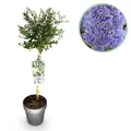 Stamm-Pflanze Ceanothus thyrsiflorus Repens Lila Blüte ⌀19cm ↕90cm