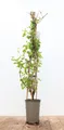 Pflanzen für Dich Kletterpflanze Lonicera japonica Halliana, 1 St., Japanisches Geißblatt, Halliana-Geißblatt, duftend, schnellwachsend