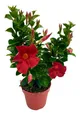 Enseleits Dipladenia Sundaville, mediterrane Kletterpflanze, Rot im 13 cm  Topf