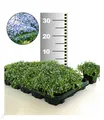 Winterhart Isotoma 'Blue Foot®' 50 Stk. trittfester Bodendecker, Rasen-Ersatz