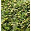 Fiederpolster Minima - Leptinella dioica