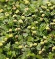 Fiederpolster Minima - Leptinella dioica