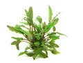 Cryptocoryne beckettii - Topf einfache Aquarienpflanze Vordergrund Dennerle 431