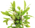 Beckett´s Wasserkelch - Cryptocoryne beckettii