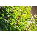 Prunus,usitanica 40-60 cm