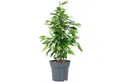 Flowerbox Zimmerpflanze Birkenfeige "Forever" - Ficus benjamini, pflegeleicht - Höhe ca. 75 cm, Topf-Ø 17 cm