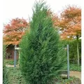 Leyland Zypresse 125-150cm - Cupressocyparis Leylandii