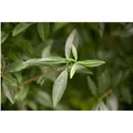 Ligustrum vulgare 100-125 cm