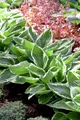 Pflanzen für Dich Staude Hosta sieboldiana, 1 St., Funkie, Herzblattlilie
