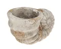 Viana Dekofigur Deko Muschel Blumentopf Beton Stein-Optik Vintage 22,5x13,5cm