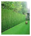 Leyland-Zypressen-Hecke, 10 Pflanzen Cupressocyparis leylandii