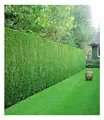 Leyland-Zypressen-Hecke, 10 Pflanzen Cupressocyparis leylandii