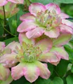 BALDUR Garten Clematis 'Pistachio Cake®', im 2-Liter Topf,1 Pflanze