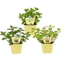 Exotenherz Ungewöhnliche Minze-Sorten Set mit 3 Pflanzen in Bio-Qualität Schoko Hugo Grapefruit 12cm Topf