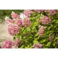 Hydrangea Paniculata Rispenhortensie Pink Diamond 40-60 cm