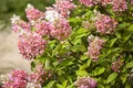 Hydrangea paniculata 'Pink Diamond' 40–60 cm – Winterhart, Mehrjährig, Pflegeleicht – Rispenhortensie – Blütenstrauch für Garten & Beet