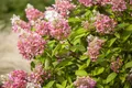 Pflanzen für Dich Gehölze Hydrangea pan. Pink Diamond, 1 St., Rispenhortensie